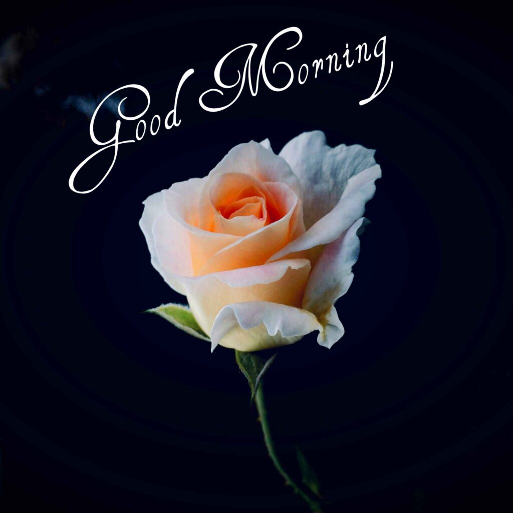 Good Morning Winter Images 4 Good Morning Images New 2025 3 Good Morning Winter Images