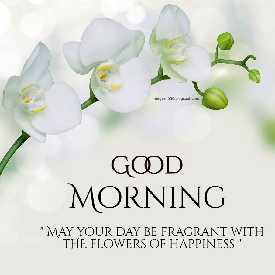 Good Morning Winter Images 7 Good Morning Images New 2025 6 Good Morning Winter Images