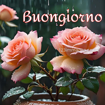 100 immagini buongiorno gratis per whatsapp