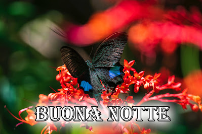 bellissime nuovissimo buonanotte immagini recenti bellissime nuovissimo buonanotte immagini recenti