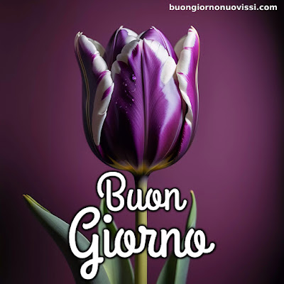 buongiorno nuovissimi buongiorno nuovissimi