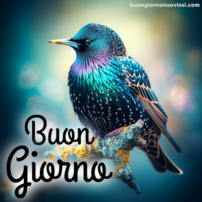 buongiorno nuovissimi buongiorno nuovissimi