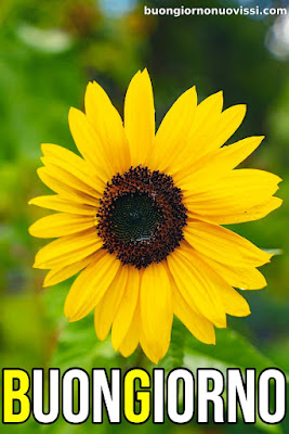 buongiorno nuovissimi buongiorno nuovissimi