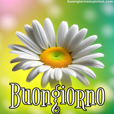 buongiorno nuovissimi buongiorno nuovissimi