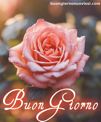 buongiorno nuovissimi buongiorno nuovissimi