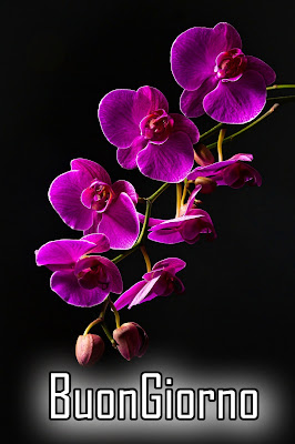 le ali del sorriso buongiorno immagini nuove gratis whatsapp le ali del sorriso buongiorno immagini nuove gratis whatsapp