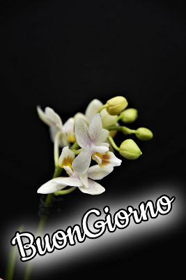 le ali del sorriso buongiorno immagini nuove gratis whatsapp le ali del sorriso buongiorno immagini nuove gratis whatsapp