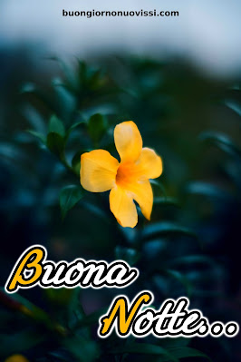 nuovissimo buona notte nuovissimo buonanotte immagini recenti nuovissimo buona notte nuovissimo buonanotte immagini recenti
