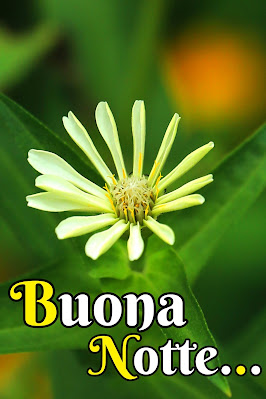 nuovissimo buona notte nuovissimo buonanotte immagini recenti nuovissimo buona notte nuovissimo buonanotte immagini recenti