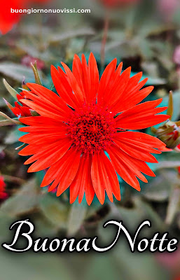 nuovissimo buona notte nuovissimo buonanotte immagini recenti nuovissimo buona notte nuovissimo buonanotte immagini recenti