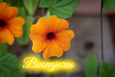 nuovissimo buongiorno immagini recenti
