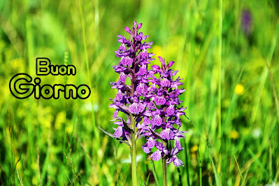 nuovissimo buongiorno immagini recenti