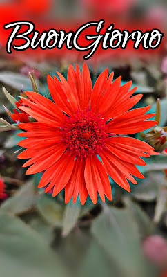 originali nuovissimo buongiorno immagini recenti