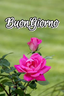 originali nuovissimo buongiorno immagini recenti