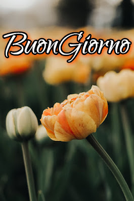 originali nuovissimo buongiorno immagini recenti