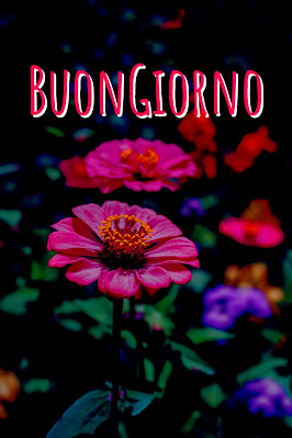 pinterest nuovissimo pinterest buongiorno immagini recenti