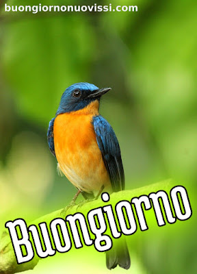 stupende nuovissimo buongiorno immagini recenti