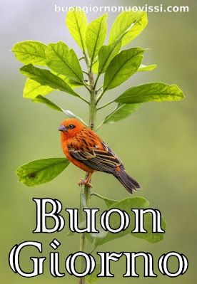 stupende nuovissimo buongiorno immagini recenti