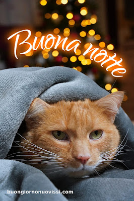 Buonanotte Bellissimi Buonanotte Bellissimi