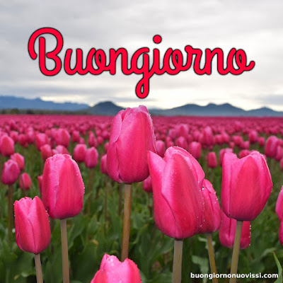 buongiorno nuovissimi