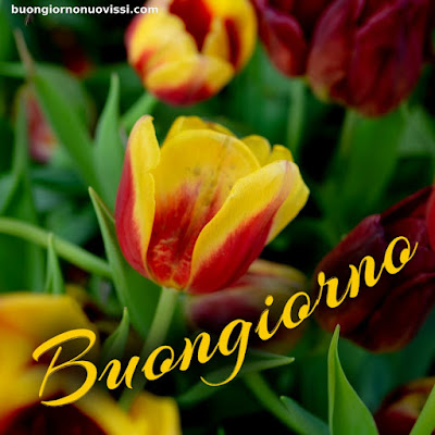 buongiorno nuovissimi