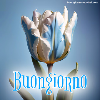 buongiorno nuovissimi