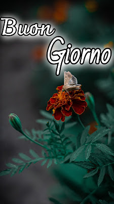 le ali del sorriso buongiorno immagini nuove gratis whatsapp le ali del sorriso buongiorno immagini nuove gratis whatsapp