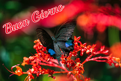 le ali del sorriso buongiorno immagini nuove gratis whatsapp le ali del sorriso buongiorno immagini nuove gratis whatsapp