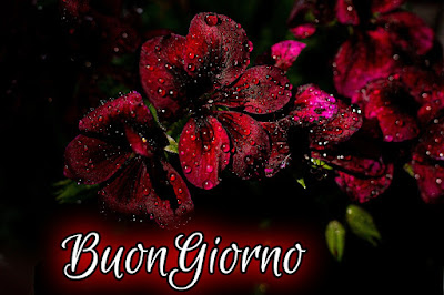 nuovissimo buon giorno nuovissimi nuovissimo buongiorno immagini recenti nuovissimo buon giorno nuovissimi nuovissimo buongiorno immagini recenti