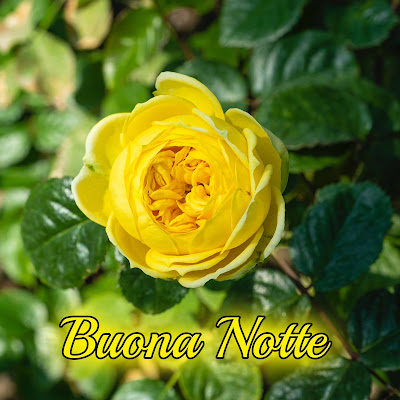 nuovissimo originale nuovissimo buonanotte immagini recenti