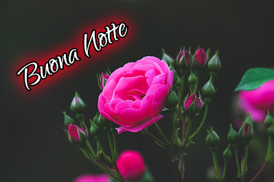 nuovissimo originale nuovissimo buonanotte immagini recenti