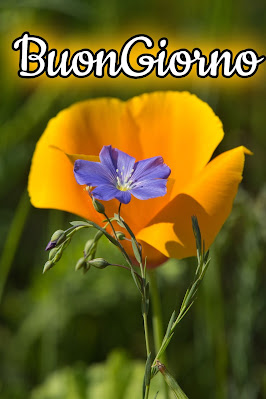 stupende nuovissimo buongiorno immagini recenti