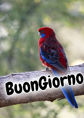 stupende nuovissimo buongiorno immagini recenti