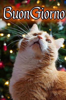stupende nuovissimo buongiorno immagini recenti