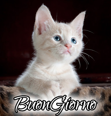 stupende nuovissimo buongiorno immagini recenti