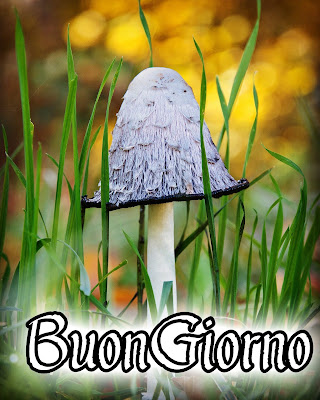 stupende nuovissimo buongiorno immagini recenti