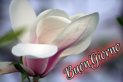 stupende nuovissimo buongiorno immagini recenti