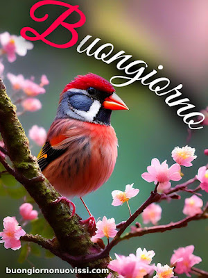 buongiorno nuovissimi buongiorno nuovissimi