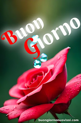 buongiorno nuovissimi buongiorno nuovissimi