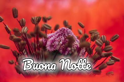 nuovissimo originale nuovissimo buonanotte immagini recenti