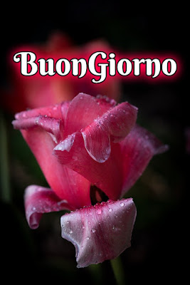 nuovissimo buon giorno nuovissimi nuovissimo buongiorno immagini recenti nuovissimo buon giorno nuovissimi nuovissimo buongiorno immagini recenti