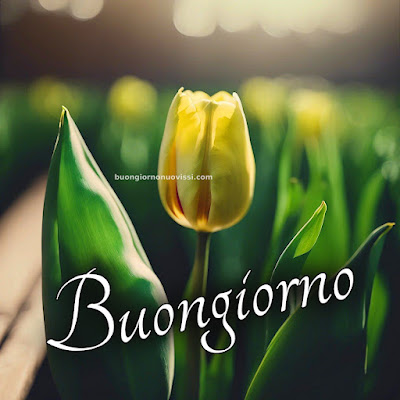 [30+] immagini buongiorno gratis per whatsapp