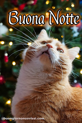nuovissimo buonanotte immagini recenti gratis per whatsapp nuovissimo buonanotte immagini recenti gratis per whatsapp