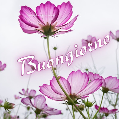 Nuovissimo Buon Giorno Nuovissimi Nuovissimo Buongiorno immagini Recenti