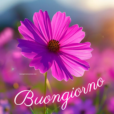 Nuovissimo Buon Giorno Nuovissimi Nuovissimo Buongiorno immagini Recenti