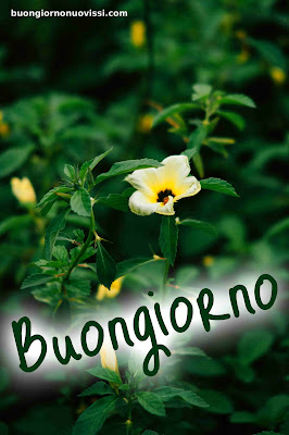 Particolare Nuovissime Whatsapp Buongiorno Immagini Recenti
