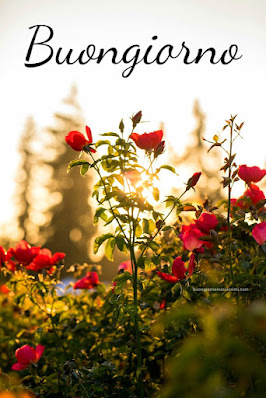 buon giorno buona giornata