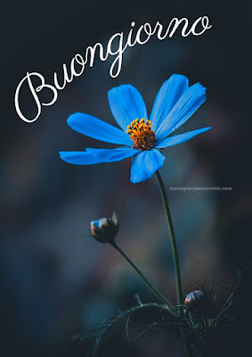 buon giorno buona giornata