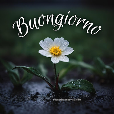 buon giorno immagini buon giorno immagini