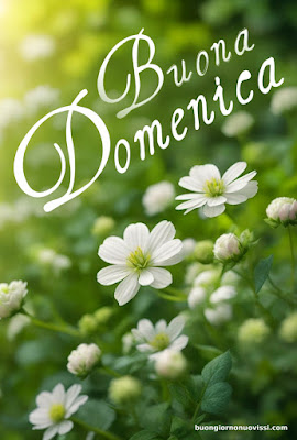 Buona Domenica Immagini